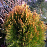 Thuja orientalis Berkman's Gold Aurea Nana Berkman's Gold Cedar