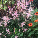 Astilbe x Delft Lace PP19839, COPF False Spirea