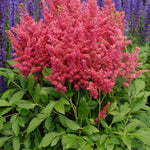 Astilbe x Fireberry PP20658 False Spirea
