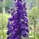 Delphinium elatum Pagan Purples Larkspur