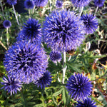 Echinops ritro Veitch's Blue Globe Thistle
