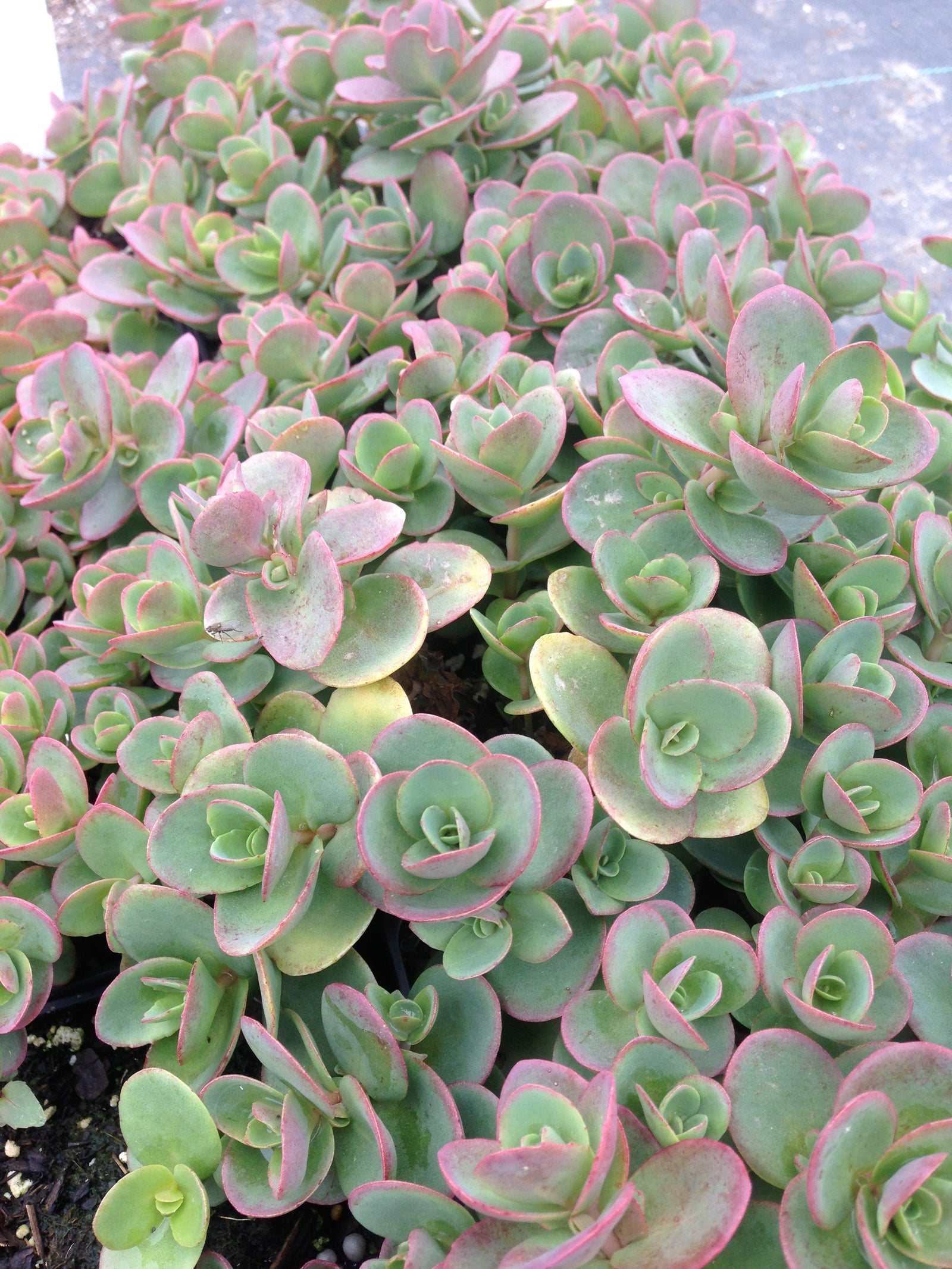 Sedum x Lime Zinger PP24632 Stonecrop