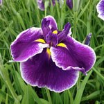Iris ensata Crystal Halo Japanese Water Iris