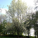 Pyrus calleryana Chanticleer Glen's Form Chanticleer Ornamental Pear