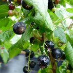 Currant Wellington Wellington Currant