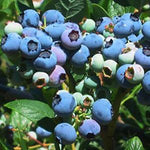 Blueberry Elliott Elliott Blueberry