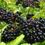 Elderberry Victoria Victoria Elderberry