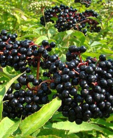 Elderberry Victoria Victoria Elderberry