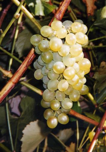 Grape Vidal Grape