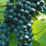 Grape De Chaunac Grape