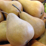 Pear Bosc Bosc Pear