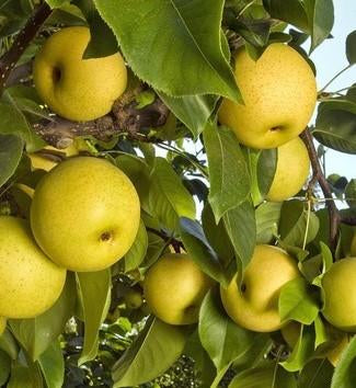 Pear Shinseiki Shinseiki Asian Pear