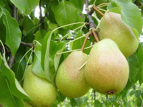 Pear Luscious Luscious Pear