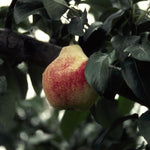 Pear Summercrisp Summercrisp Pear