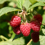 Raspberry Boyne Boyne Raspberry