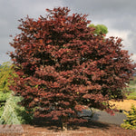 Acer palmatum Fireglow Fireglow Japanese Maple