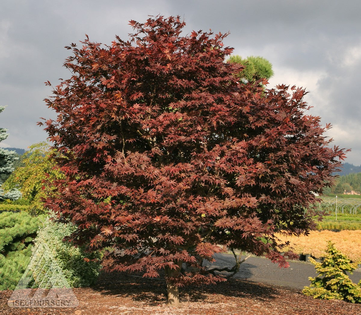 Acer palmatum Fireglow Fireglow Japanese Maple