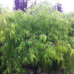 Acer palmatum Koto no ito Koto no ito Japanese Maple