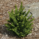 Chamaecyparis obtusa Chirimen Hinoki Falsecypress
