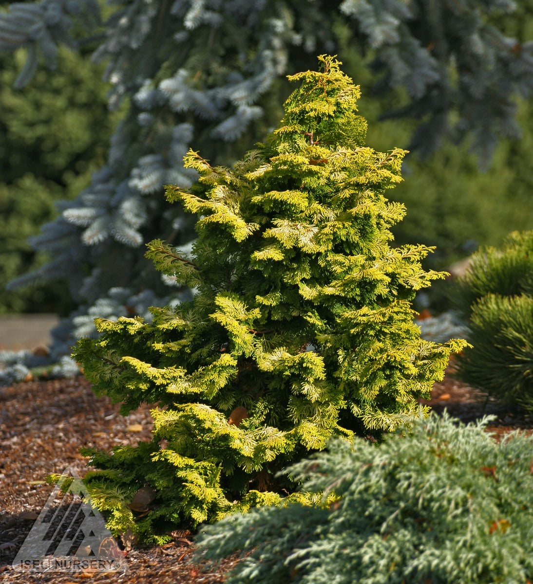 Chamaecyparis obtusa Confucius Hinoki Cypress