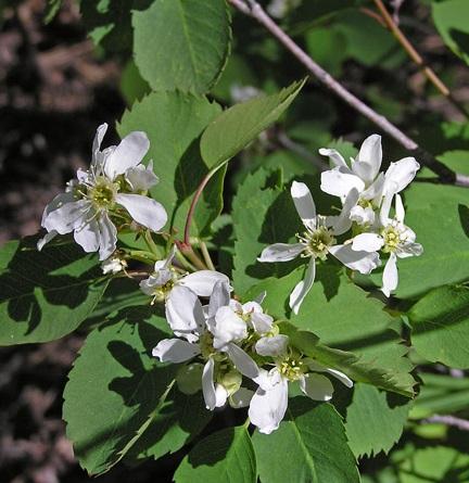 Amelanchier alnifolia Saskatoon Berry