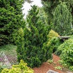 Chamaecyparis obtusa Thoweil Thoweil Hinoki Falsecypress
