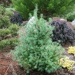 Larix laricina Deborah Waxman Deborah Waxman Eastern Larch