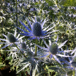 Eryngium zabelii Big Blue PP20636, COPF Sea Holly