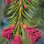 Picea abies Rubra Spicata Red tipped Norway Spruce