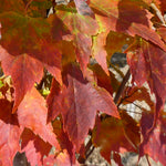 Acer rubrum Red Rocket Red Rocket Maple