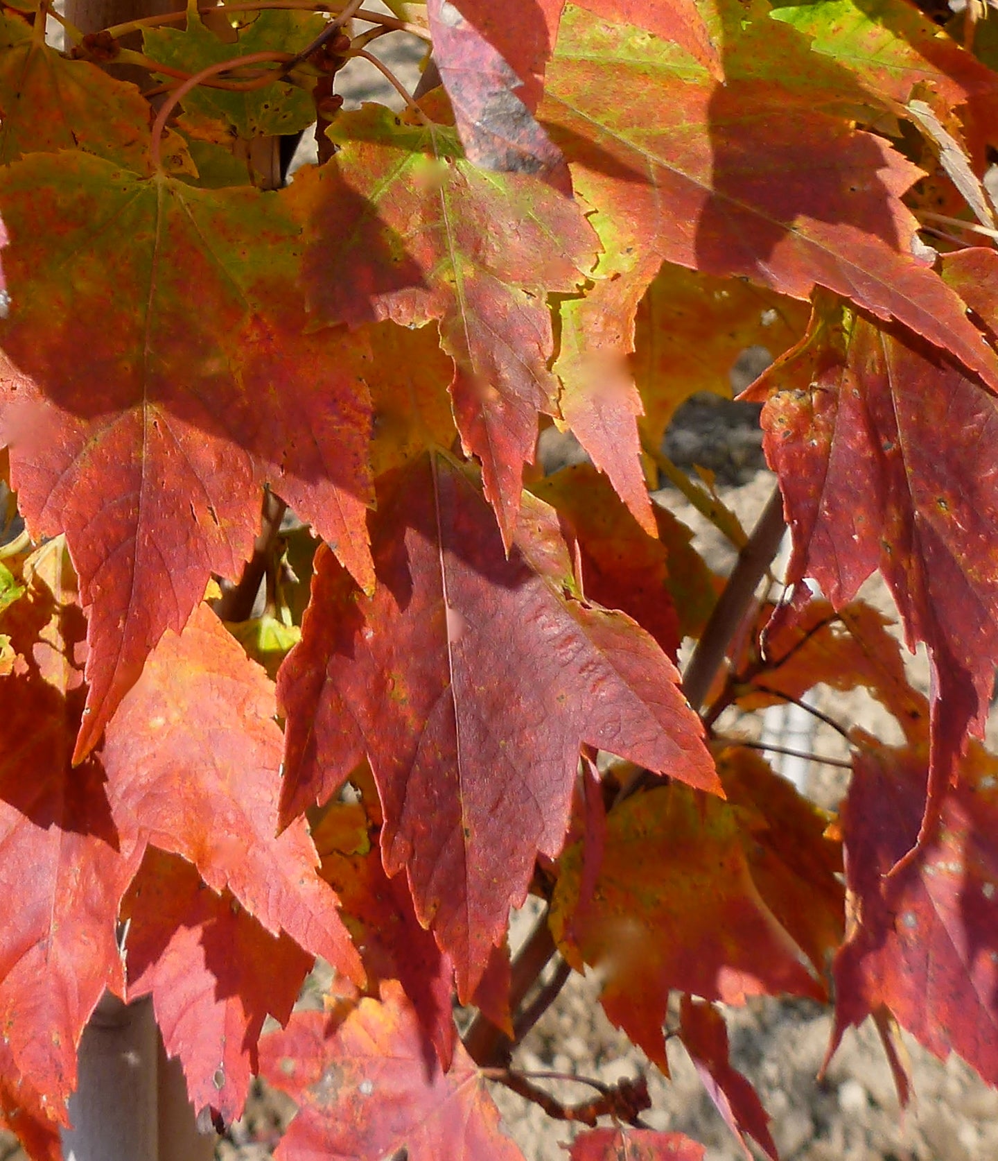 Acer rubrum Red Rocket Red Rocket Maple