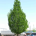 Carpinus betulus Emerald Avenue JFS KW1CB PP22814 Emerald Avenue Hornbeam
