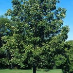 Carya cordiformis Bitternut Hickory
