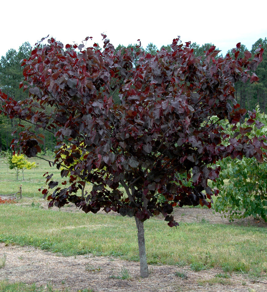 Cercis canadensis Merlot PP22297 Merlot Eastern Redbud