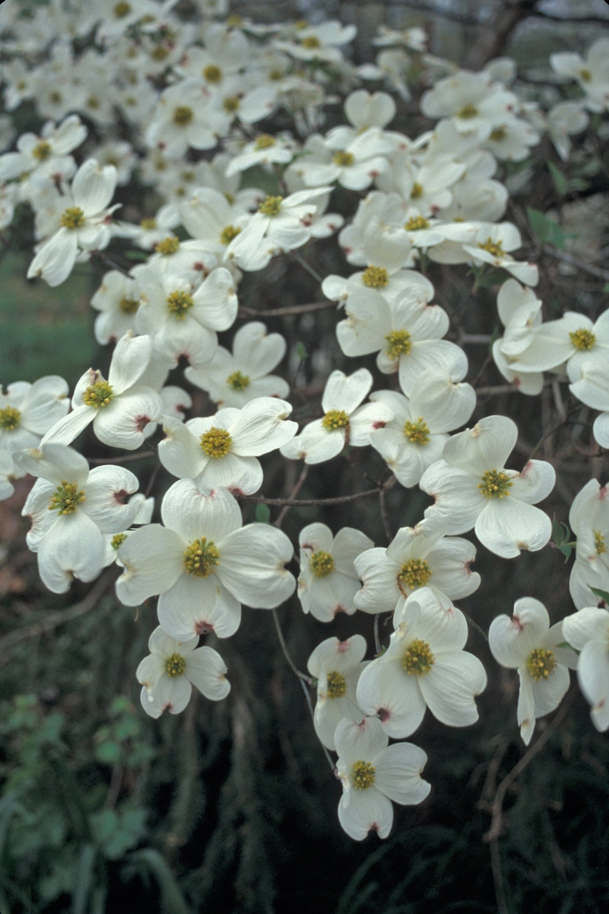 Cornus florida Cloud Nine Cloud Nine Dogwood