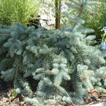 Picea pungens Procumbens Procumbens Blue Spruce