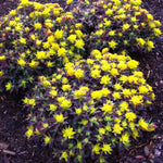 Euphorbia polychroma Bonfire PP18585, COPF Cushion Spurge