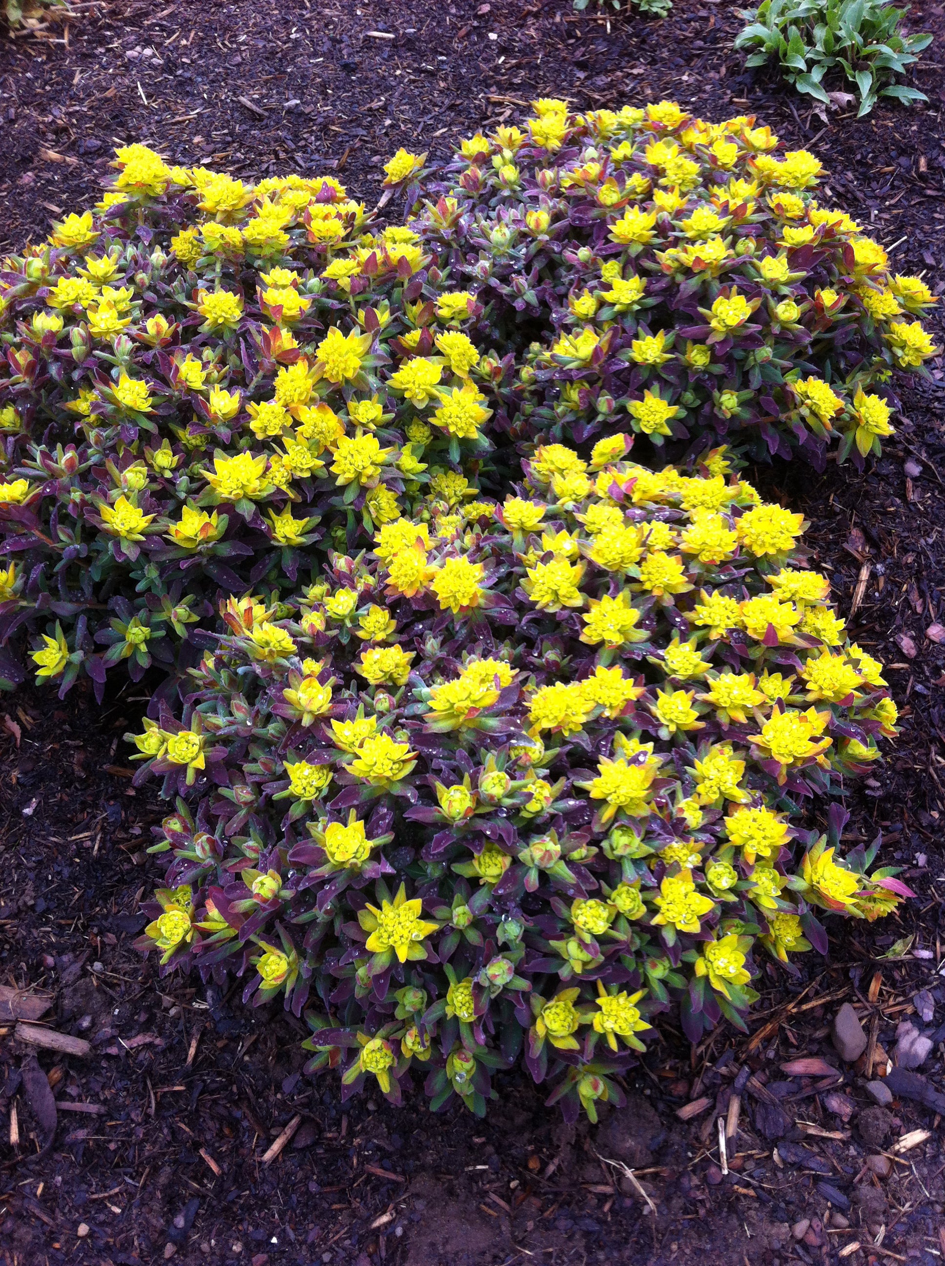 Euphorbia polychroma Bonfire PP18585, COPF Cushion Spurge
