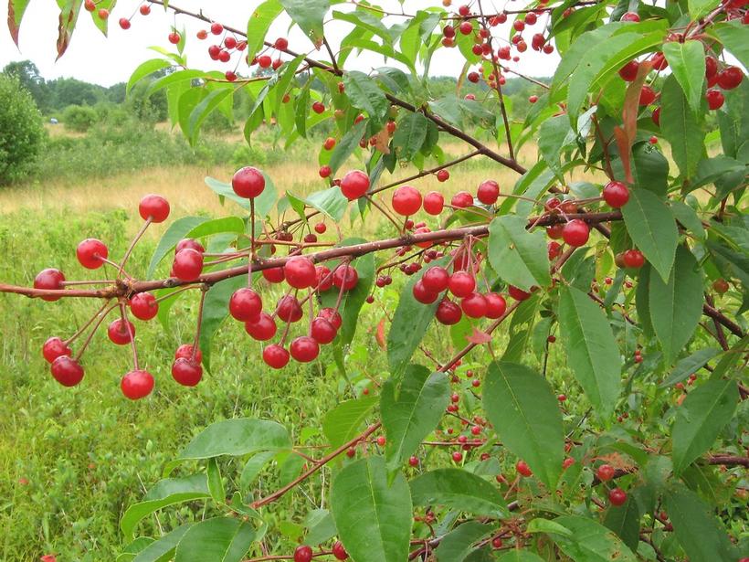 Prunus pensylvanica Pin Cherry, Fire Cherry