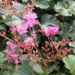 Filipendula x Kahome Dwarf Pink Meadowsweet