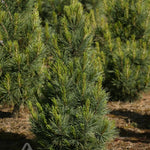 Pinus cembra Blue Mound Blue Mound Swiss Stone Pine