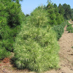 Pinus densiflora Golden Ghost Golden Ghost Japanese Red Pine