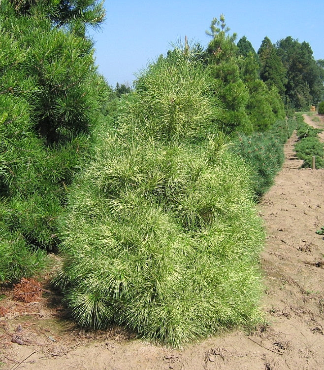Pinus densiflora Golden Ghost Golden Ghost Japanese Red Pine