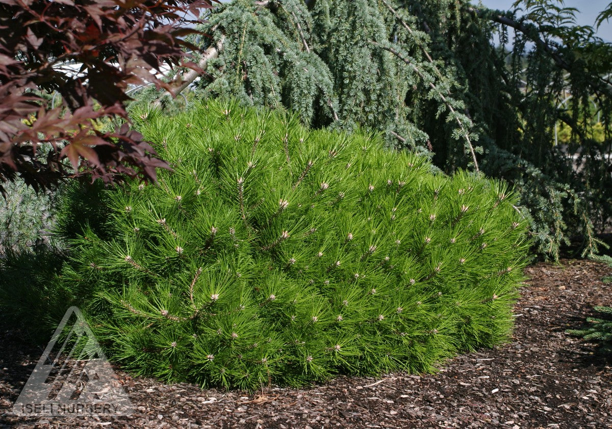 Pinus densiflora Low Glow Low Glow Japanese Red Pine