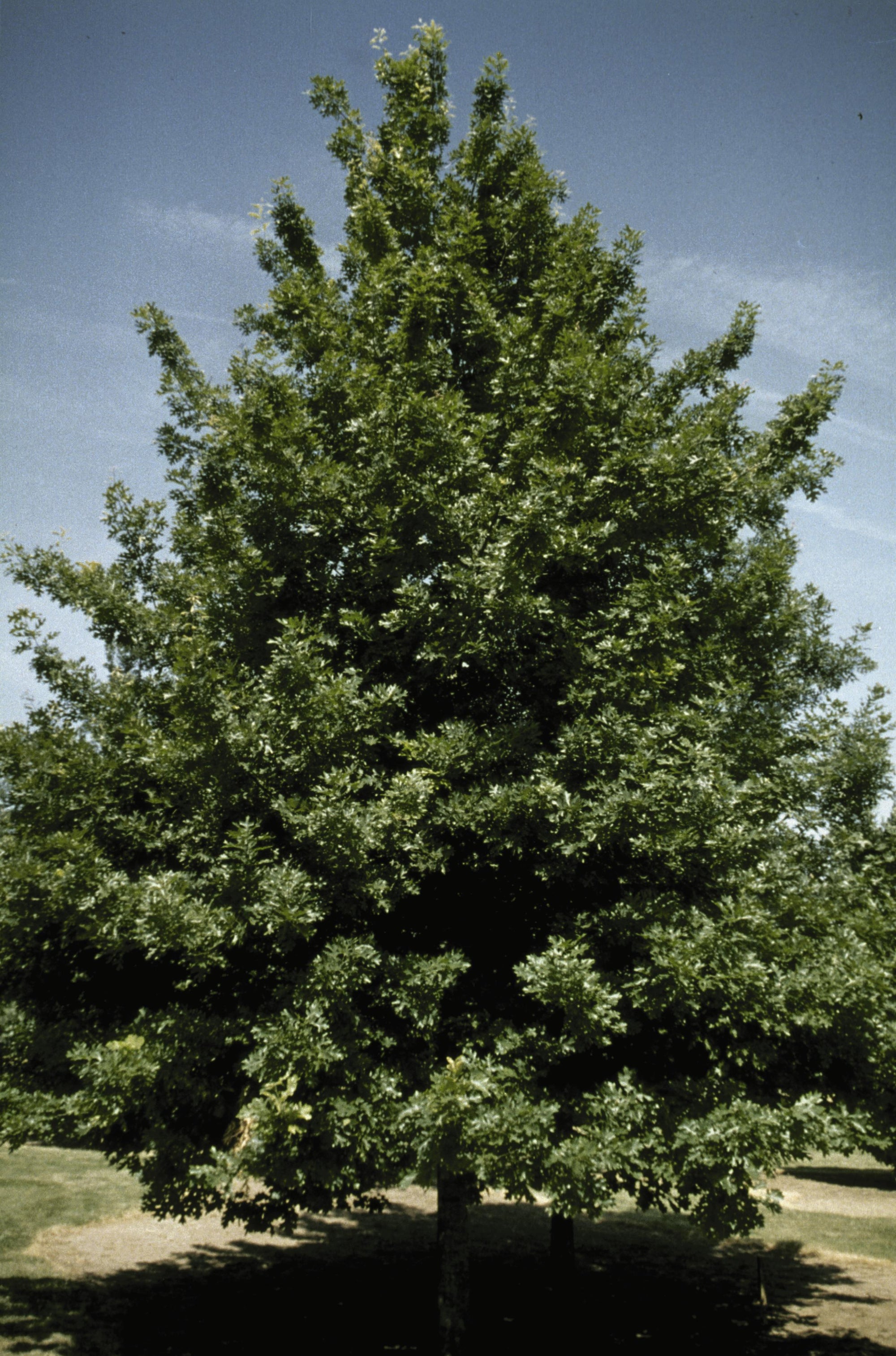 Quercus shumardii Shumard Oak