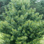 Pinus koraiensis Oculus Draconis Dragon's Eye Korean Pine