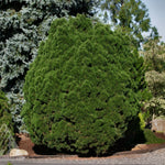 Pinus mugo Big Tuna Big Tuna Mugo Pine