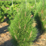 Pinus nigra Arnold Sentinel Arnold Sentinel Columnar Pine