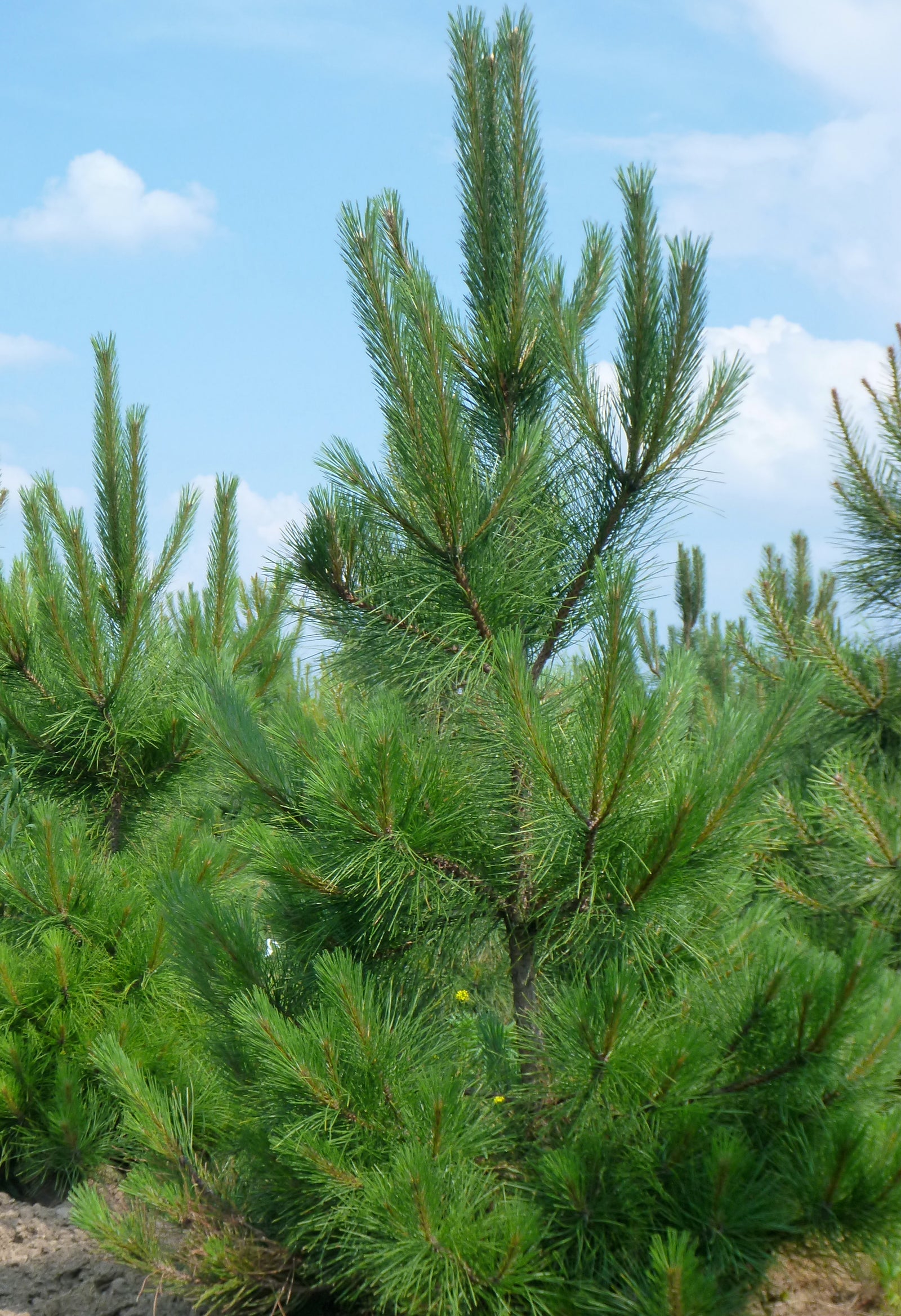 Pinus resinosa Red Pine