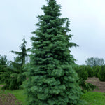 Abies concolor White Fir